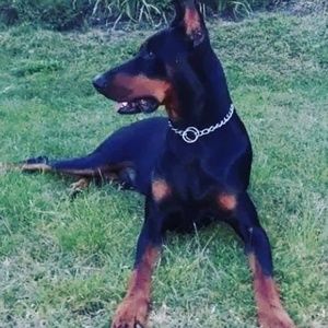 Meet your Posher, Lesli